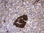 HADH Antibody in Immunohistochemistry (Paraffin) (IHC (P))