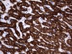 HADH Antibody in Immunohistochemistry (Paraffin) (IHC (P))