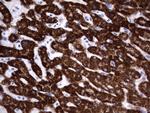 HADH Antibody in Immunohistochemistry (Paraffin) (IHC (P))