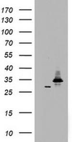 HADH Antibody in Western Blot (WB)