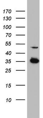 HADH Antibody in Western Blot (WB)