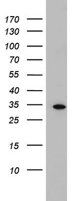 HADH Antibody in Western Blot (WB)
