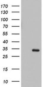 HADH Antibody in Western Blot (WB)