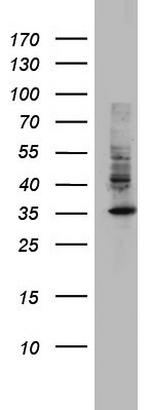 HADH Antibody in Western Blot (WB)