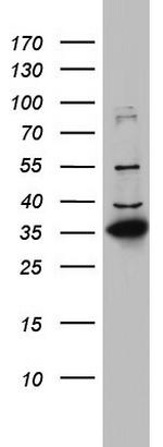 HADH Antibody in Western Blot (WB)