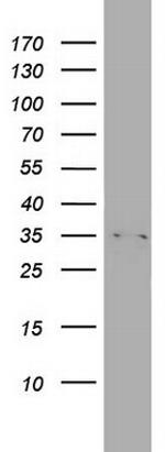 HADH Antibody in Western Blot (WB)
