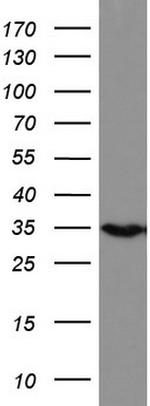 HADH Antibody in Western Blot (WB)
