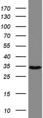 HADH Antibody in Western Blot (WB)