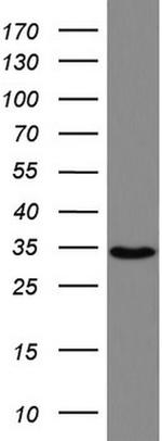 HADH Antibody in Western Blot (WB)