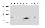 HADH Antibody in Western Blot (WB)