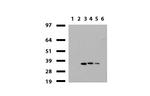 HADH Antibody in Western Blot (WB)
