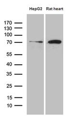 HADHA Antibody in Western Blot (WB)