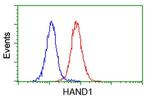 HAND1 Antibody in Flow Cytometry (Flow)