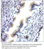 HAND2 Polyclonal Antibody