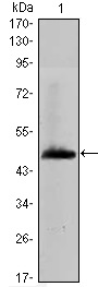 HAS1 Antibody in Western Blot (WB)