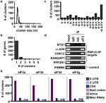 HA Tag Antibody in Immunoprecipitation (IP)