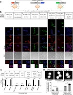HA Tag Antibody in Immunocytochemistry (ICC/IF)