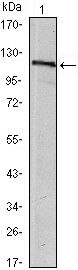 USP7 Antibody in Western Blot (WB)