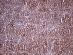 HAVCR2 Antibody in Immunohistochemistry (Paraffin) (IHC (P))