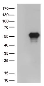 HAVCR2 Antibody in Western Blot (WB)