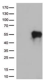 HAVCR2 Antibody in Western Blot (WB)
