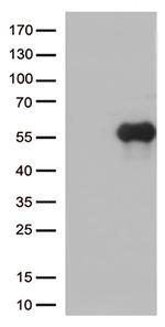 HAVCR2 Antibody in Western Blot (WB)