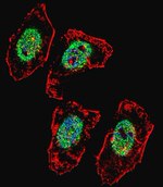MYST2 Antibody in Immunocytochemistry (ICC/IF)