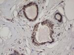 HBS1L Antibody in Immunohistochemistry (Paraffin) (IHC (P))