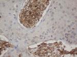 HBS1L Antibody in Immunohistochemistry (Paraffin) (IHC (P))
