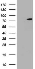 HBS1L Antibody in Western Blot (WB)