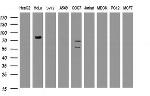 HBS1L Antibody in Western Blot (WB)