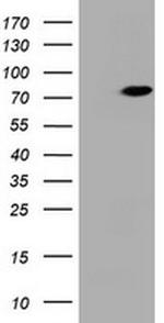 HBS1L Antibody in Western Blot (WB)