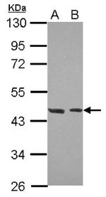 HCFC2 Antibody in Western Blot (WB)