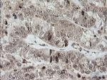 HCFC2 Antibody in Immunohistochemistry (Paraffin) (IHC (P))