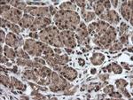 HCFC2 Antibody in Immunohistochemistry (Paraffin) (IHC (P))