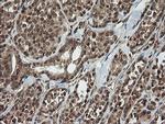 HCFC2 Antibody in Immunohistochemistry (Paraffin) (IHC (P))