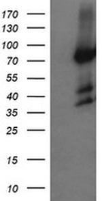 HCFC2 Antibody in Western Blot (WB)