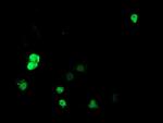 HDAC1 Antibody in Immunocytochemistry (ICC/IF)