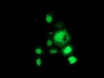 HDAC1 Antibody in Immunocytochemistry (ICC/IF)