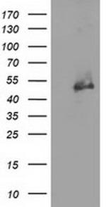 HDAC1 Antibody in Western Blot (WB)