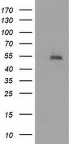 HDAC1 Antibody in Western Blot (WB)