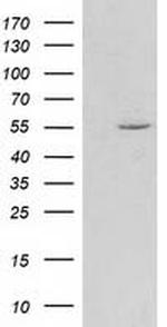 HDAC1 Antibody in Western Blot (WB)