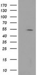 HDAC1 Antibody in Western Blot (WB)