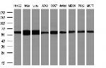 HDAC1 Antibody in Western Blot (WB)