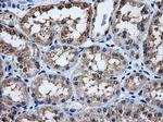 HDAC10 Antibody in Immunohistochemistry (Paraffin) (IHC (P))
