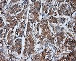 HDAC10 Antibody in Immunohistochemistry (Paraffin) (IHC (P))