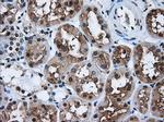HDAC10 Antibody in Immunohistochemistry (Paraffin) (IHC (P))