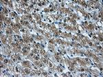 HDAC10 Antibody in Immunohistochemistry (Paraffin) (IHC (P))