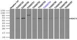 HDAC10 Antibody in Immunoprecipitation (IP)