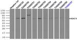 HDAC10 Antibody in Immunoprecipitation (IP)